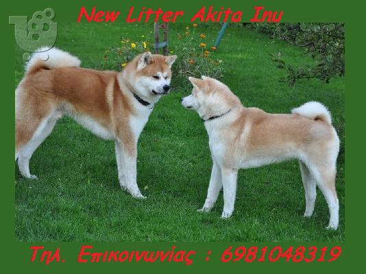 PoulaTo: Akita Inu ( Ακιτα Ινου )
